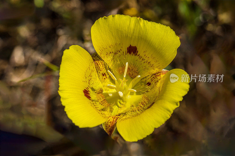 Calochortus luteus，金块或黄色mariposa lily，是加利福尼亚特有的一种mariposa lily;杰普森草原保护区，加利福尼亚。